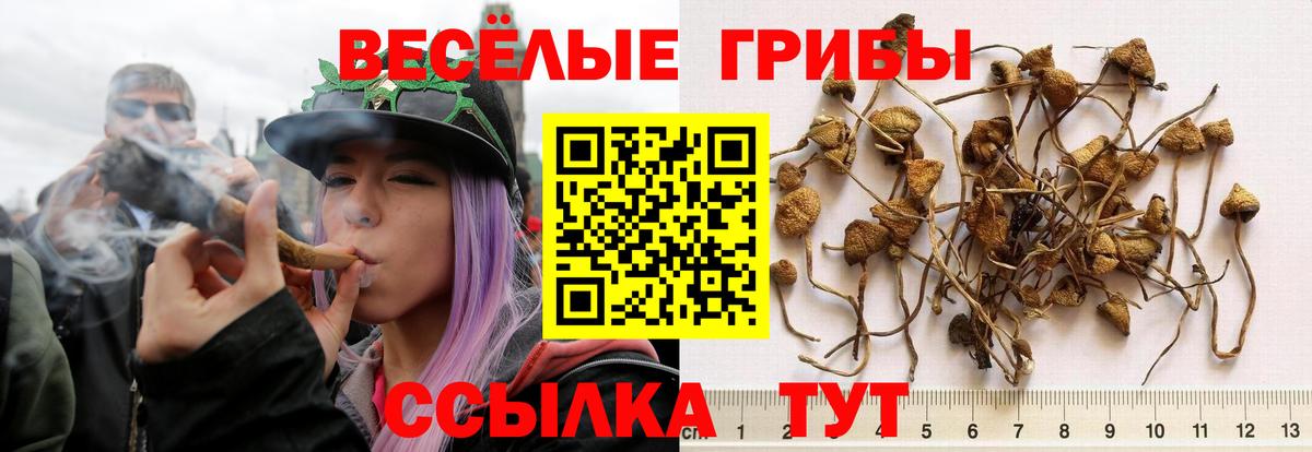 Курчатов  Псилоцибиновые грибы Psilocybine cubensis  Вход с VPN 